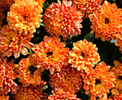 [Orange ball] - orange flowers, tight ball, autumn